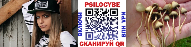 купить наркотики сайты  Анива  Псилоцибиновые грибы Psilocybe 